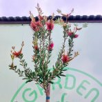 Tyčinkovec (Callistemon citrinus) ´VIOLACEUS´ - výška 270-290 cm, kont. C15L - NA KMIENKU, ružový